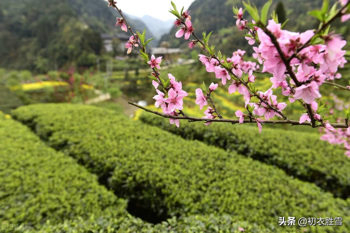 ​仲春明丽桃花美词五首：一笔远村如抹，屋角有桃花，是谁家？