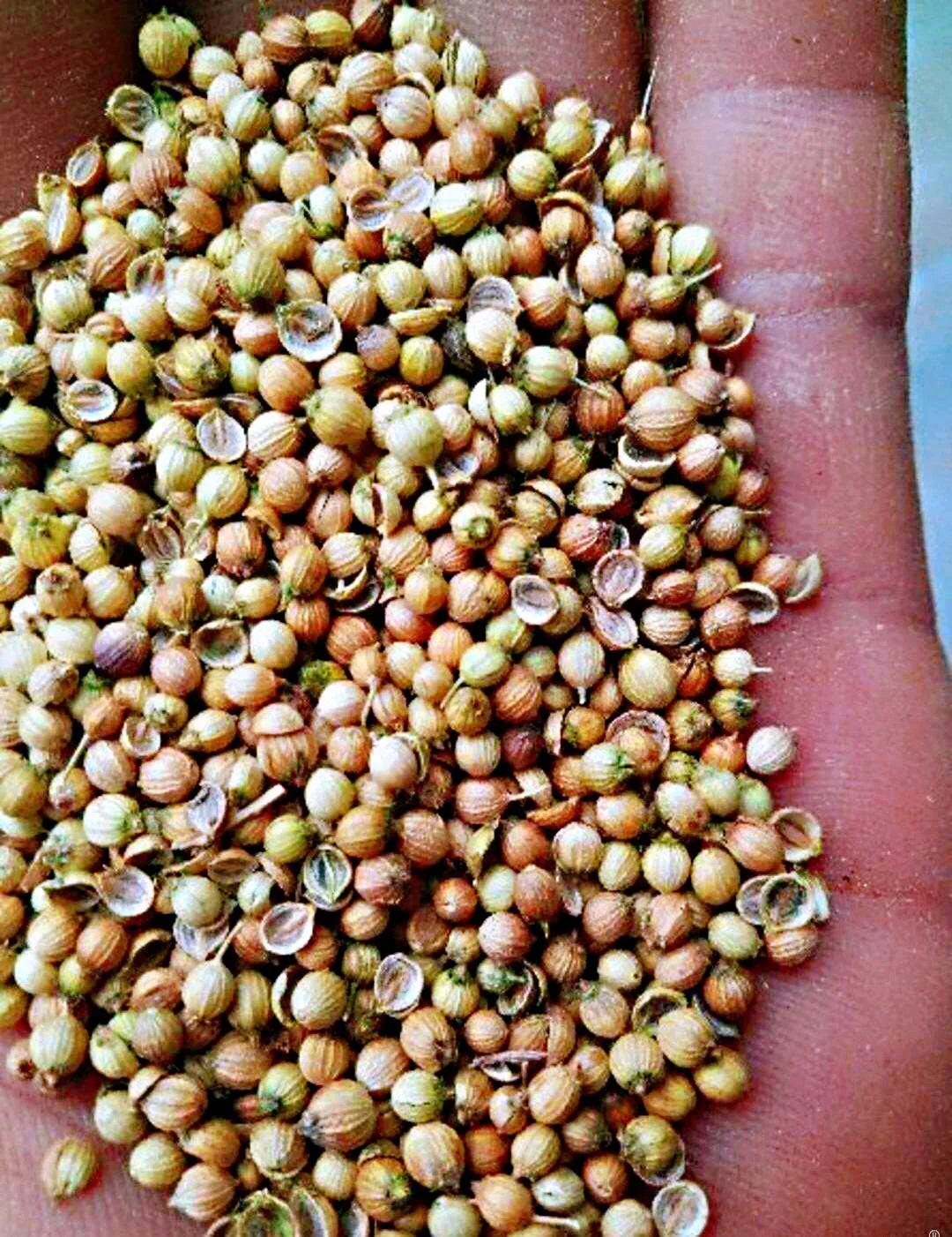 花果期在每年的4—11月份.