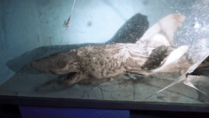 这是僵尸(废弃水族馆惊现「僵尸」鲨鱼,恐怖片的素材又增加了)