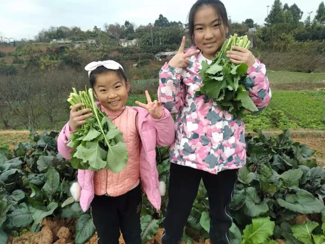 上好每一节劳动课——四川天府新区新兴小学开展劳动教育课程