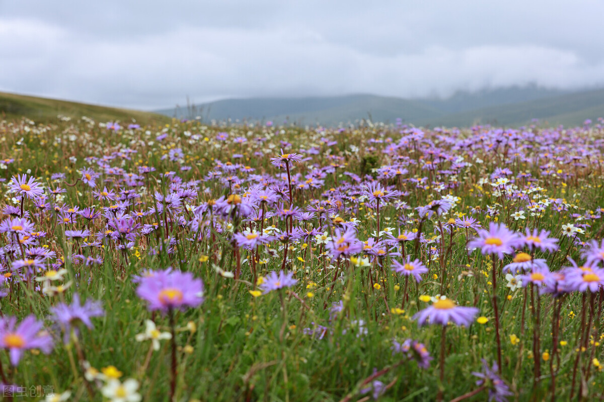 盛夏时节的花海秘境，一起奔赴四川的草原花海，夏日清新感十足