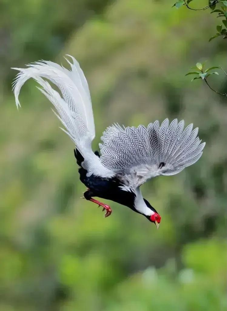森林里都有什么鸟(森林里都有什么鸟可以给树治病) - 风集网