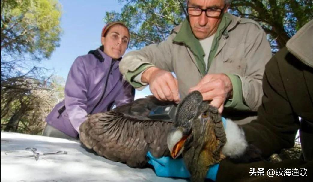 世界上数量最少的鸟类(阿根廷的安第斯神鹫，是世界现存最大猛禽，不捕猎，只捡“剩饭”)