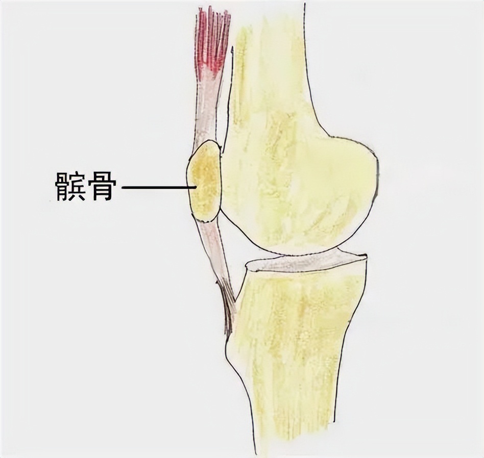 健闻 | 运动伤膝盖？别再被“伪科普”洗脑了