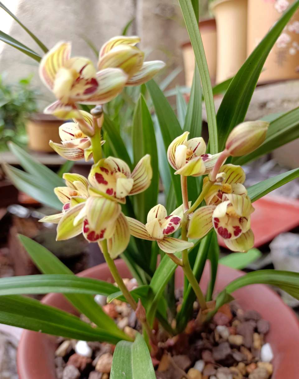 兰草的养殖方法 兰草的正确养殖方法-思宇生活