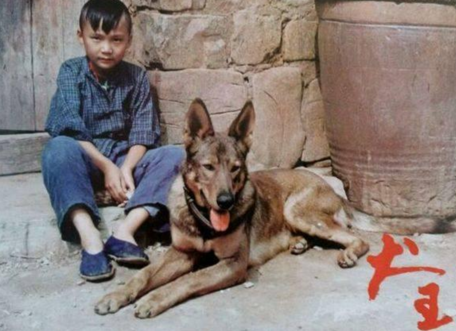 白龙马成消遣，功勋犬被炸死，动物演员凭什么被人类艺术“绑架”
