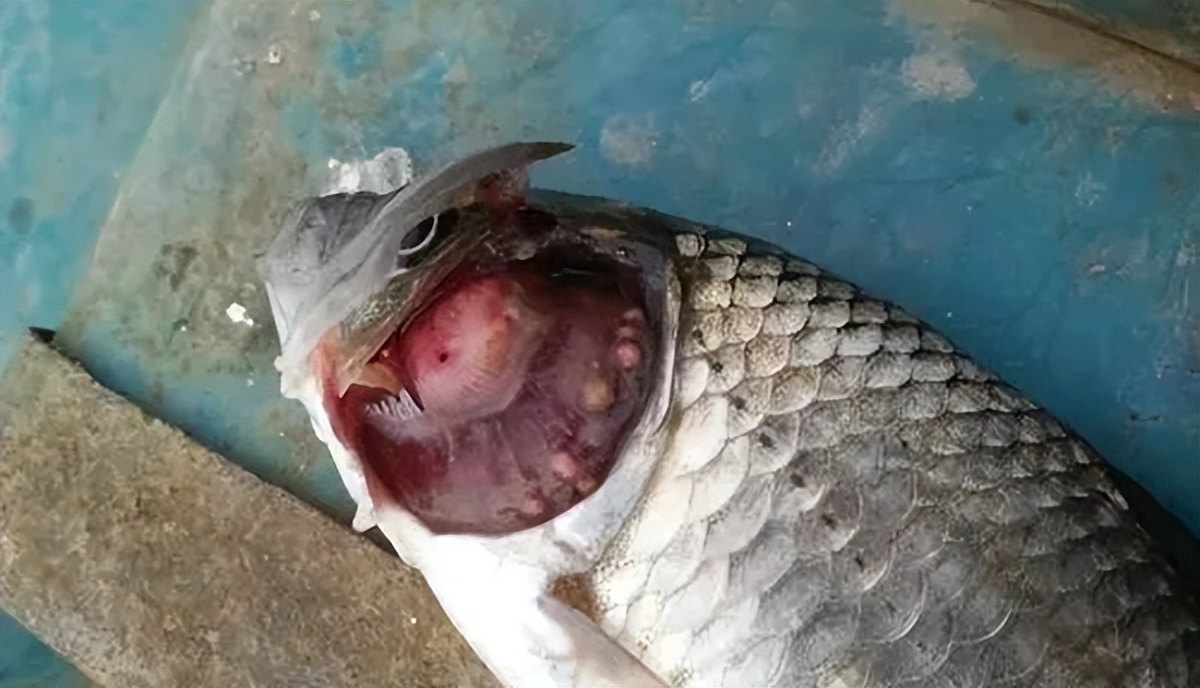 死亡率高达80%的鱼孢子虫病，对鲫鱼的危害有多大？
