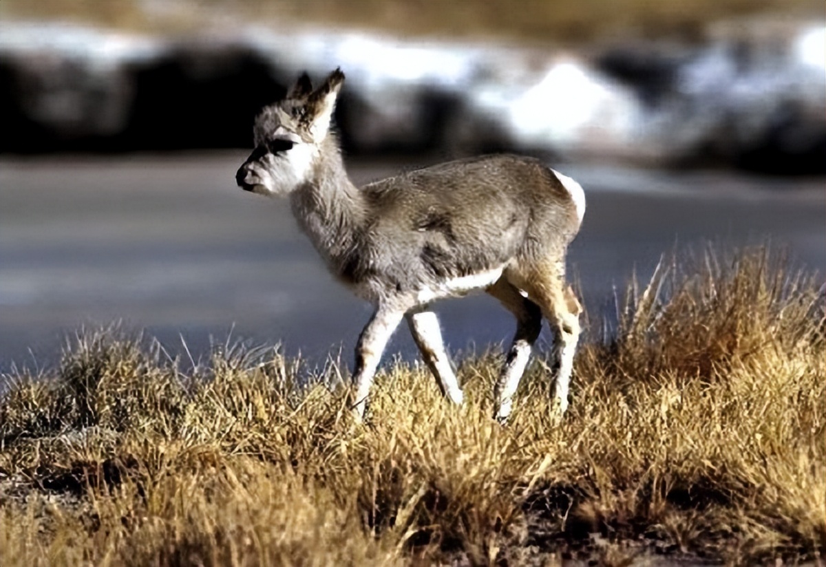 如何消除新冠?动物冠状病毒的防控中或能得到启示