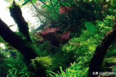 电光美人鱼咬别的鱼吗（180cm鱼缸的完美搭配）
