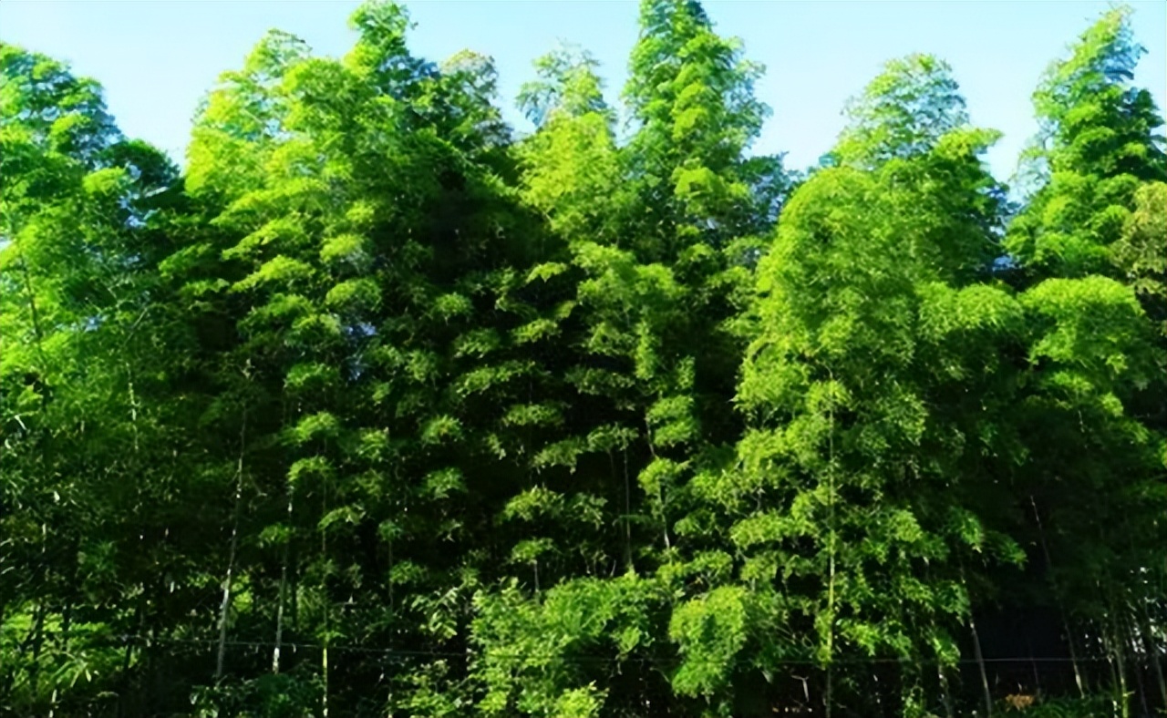 老话说“竹子开花，马上搬家”，竹子开花为什么要搬家？