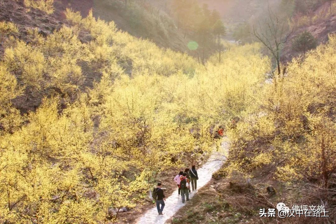 全部免費(fèi)！漢中鄉(xiāng)村賞花攻略出爐！妥妥安排