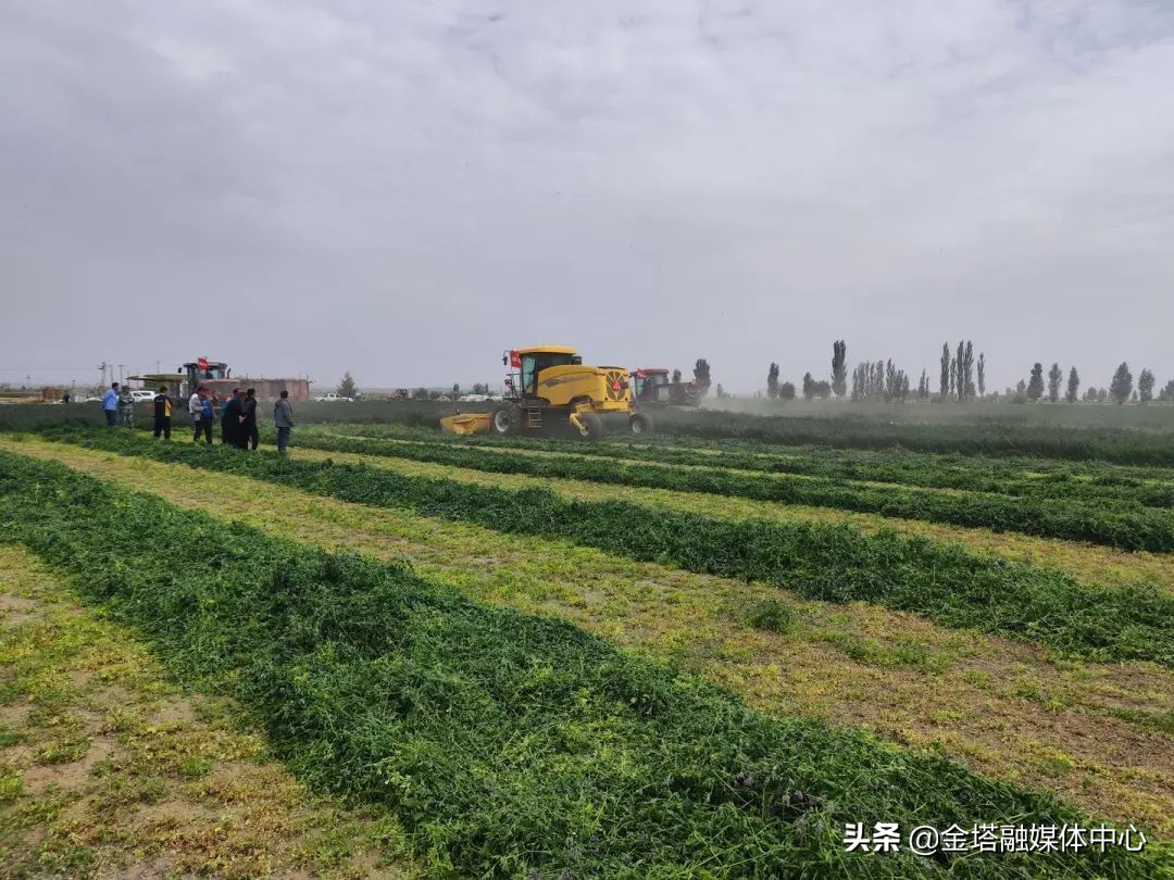 金塔縣舉辦牧草機械化現(xiàn)場演示會