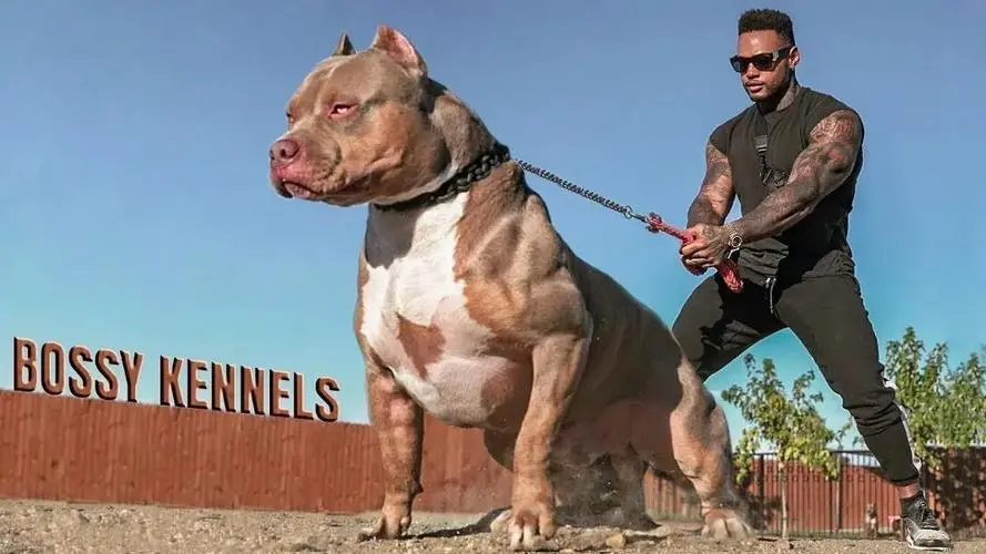 见到一定绕道走！地表战斗力爆表的12种猛犬，一獒战三狼战狮子？