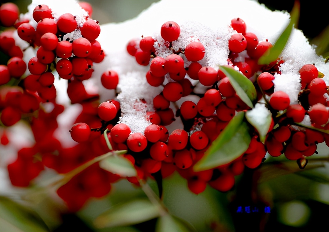 感恩大自然的馈赠“花果揪雪韵”