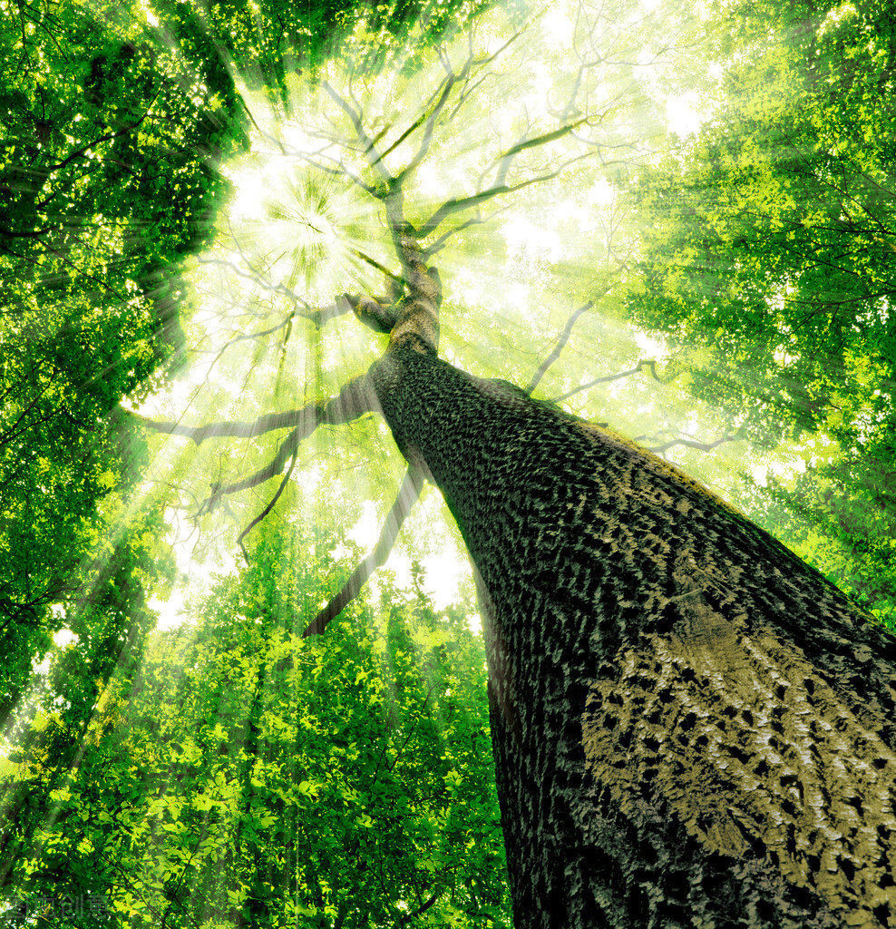 世界上最长的树叶图片