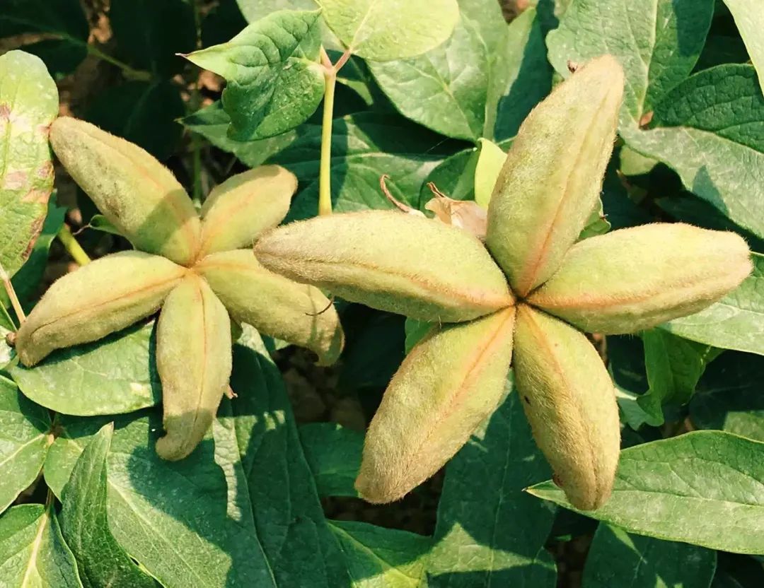 如何打造特色小镇 怎么把人吸引到特色小镇上来