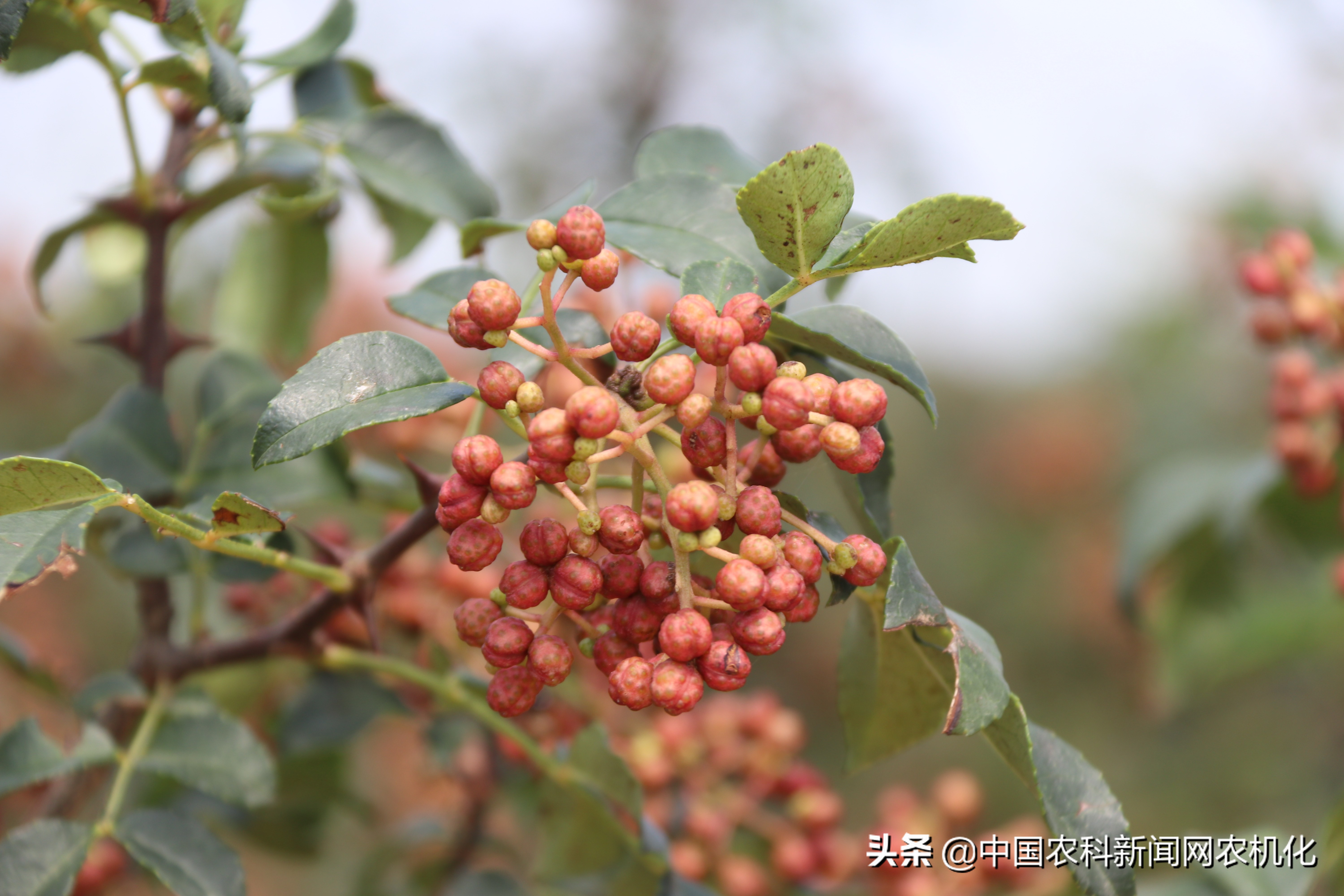 花椒树管理连续剧五｜修剪管理的两个方法：促进与抑制