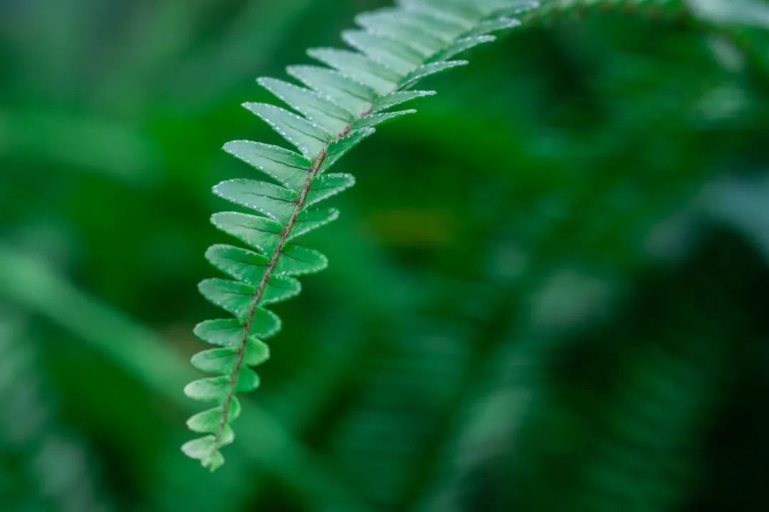 關於雨水節氣的現代詩,有關於雨水節氣的詩句