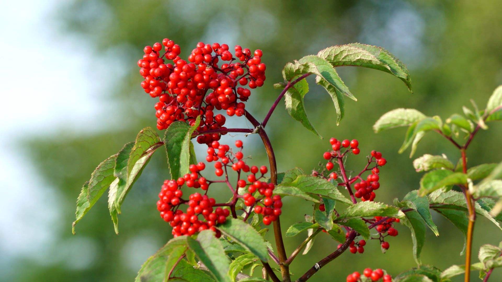 农村12种常见的野果可以泡酒,如果你家乡有,记得去采摘别错过