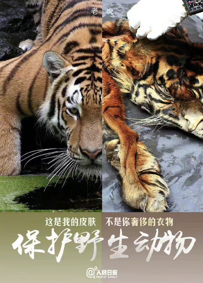 每年的4月8日是国际珍稀动物保护日,由于人类猎捕,环境污染,栖息地