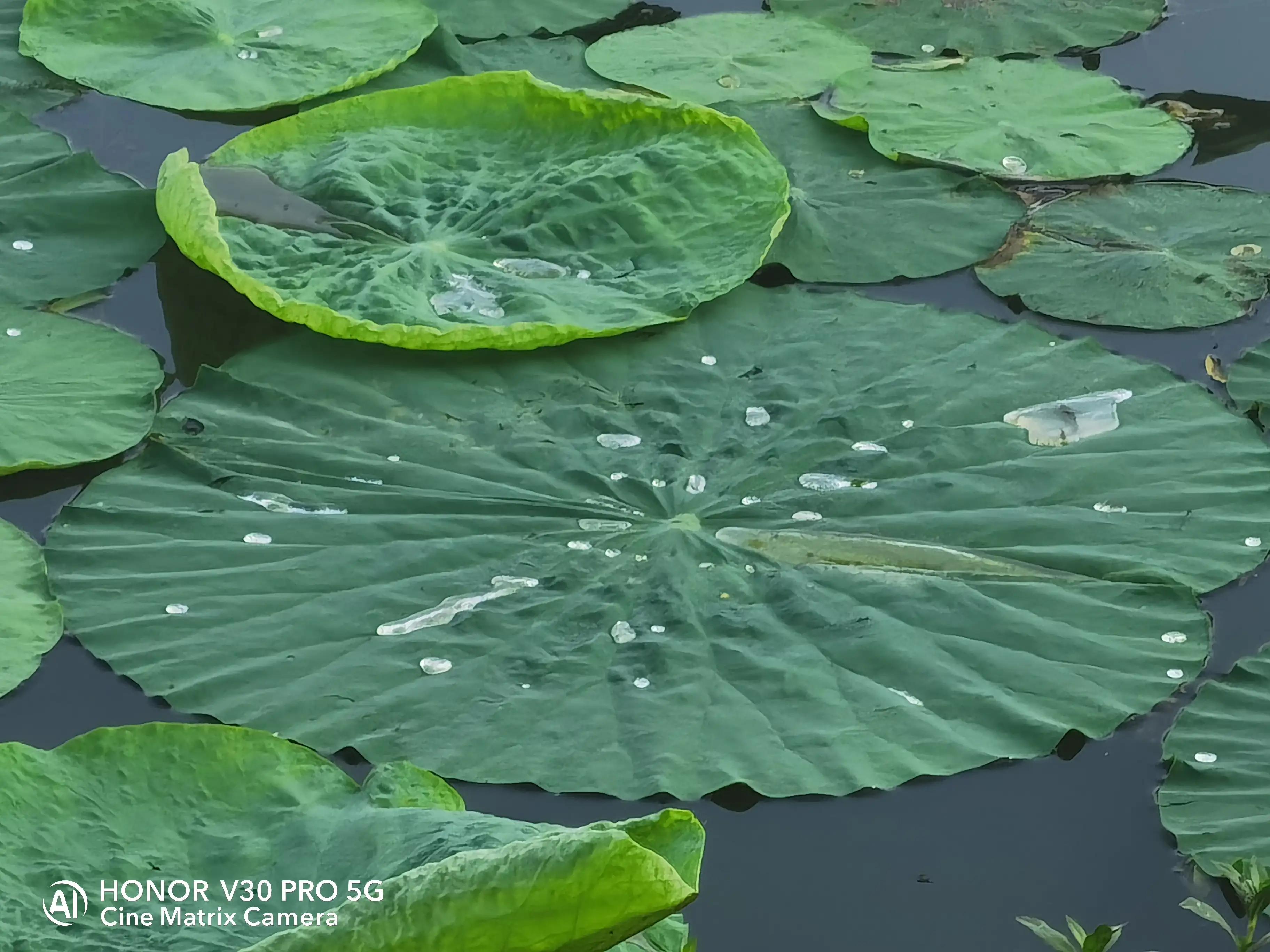 公园荷花开了，走，带着荣耀V30 Pro去拍荷花
