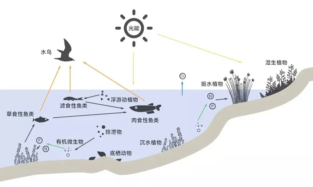 知識分享 | 水生態(tài)系統(tǒng)的五大生態(tài)要素特性