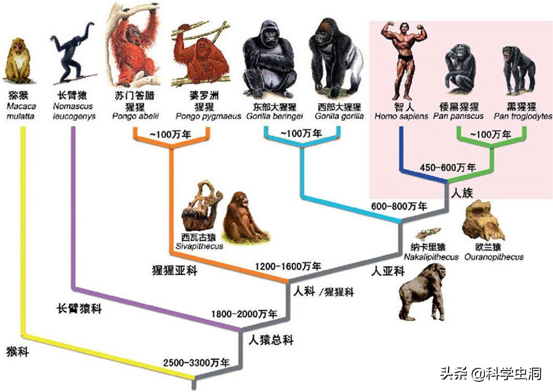 人类宝宝那么蠢，不会走路只会哭，如何在原始社会生存呢？