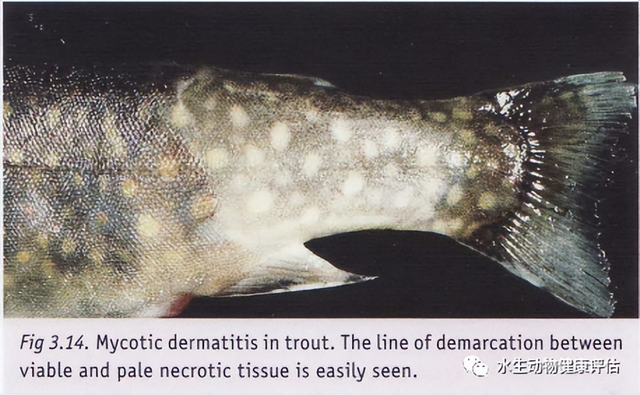 鱼类正常皮肤及其浅表疾病