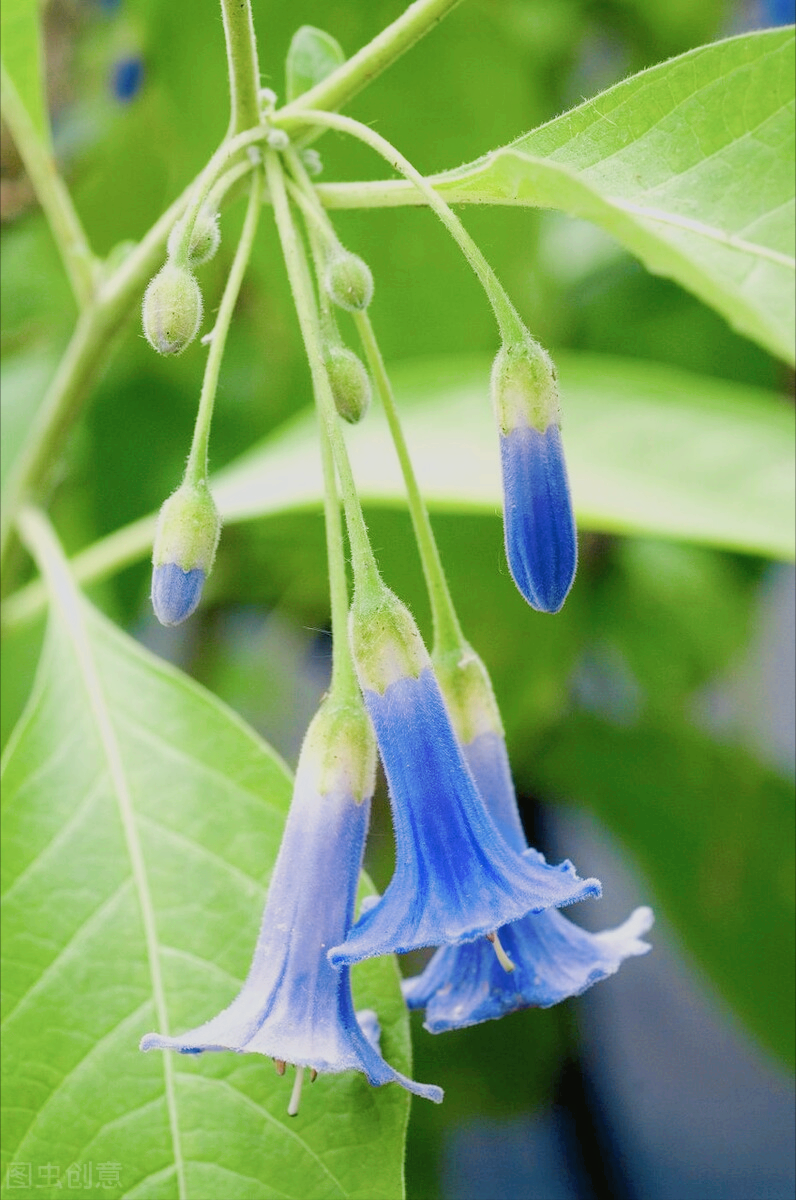 一花一深爱，万紫千红一树花，鸟语花香一惊艳，春有暖阳心有爱