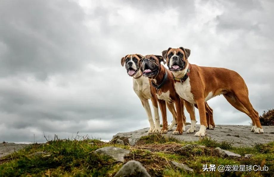 百科 | 德国拳师犬,喜欢撒娇的晚熟猛犬