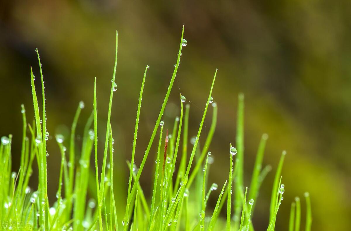 关于小草的诗句有哪些「关于小草的诗句有哪些20个」