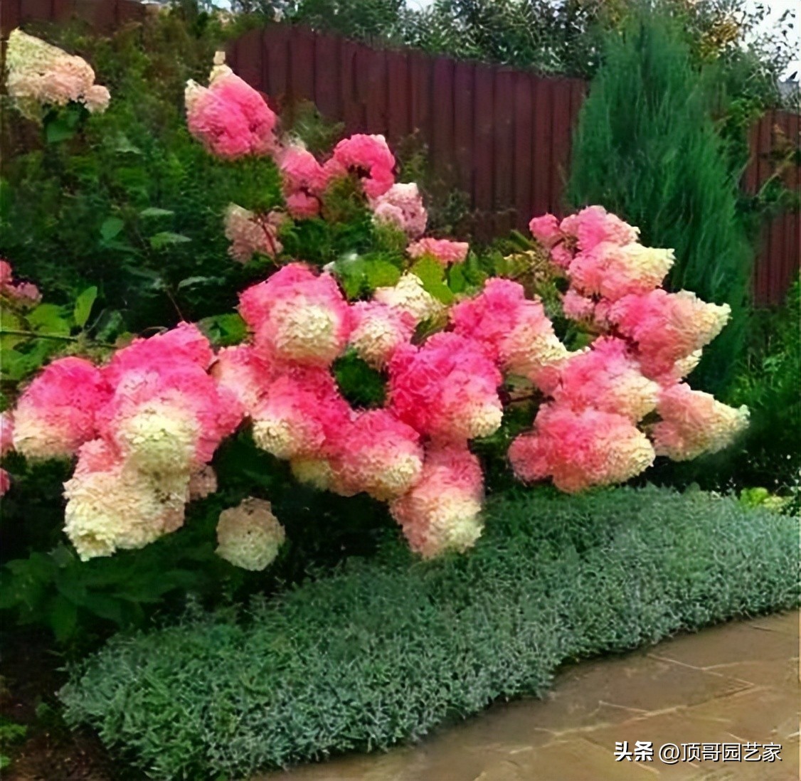 灌木有哪些（这2种开花灌木，很值得我们在院子里种上一两株）