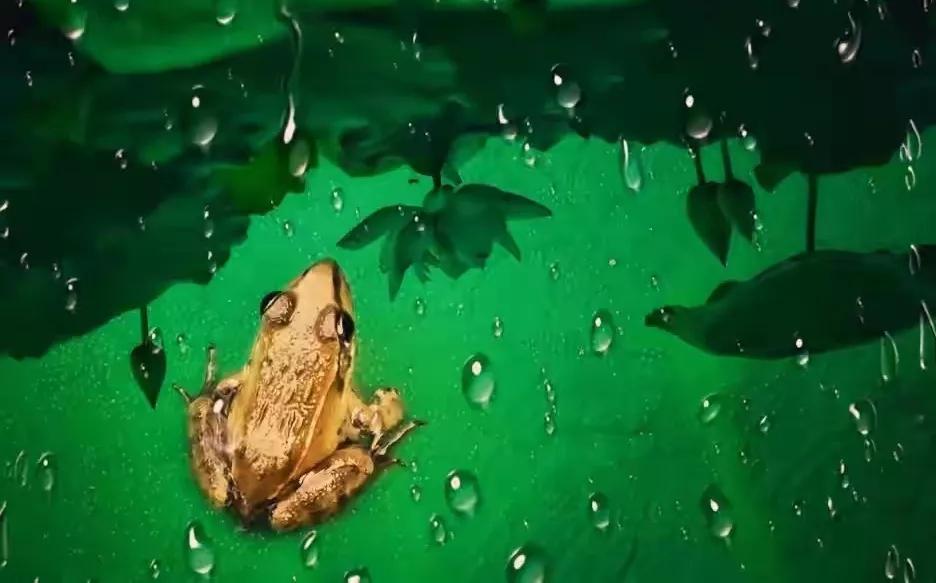 散文：一场夏雨，惊起一池蛙声，场夏唤醒一树蝉鸣