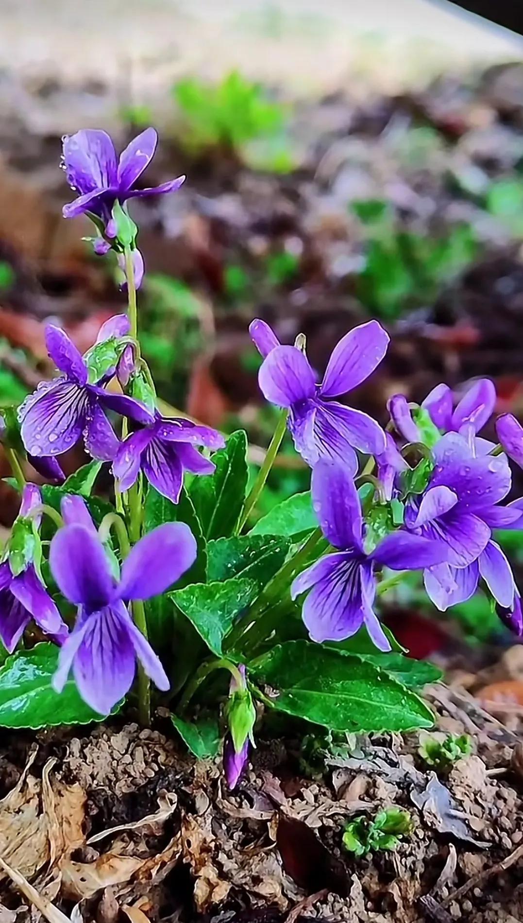 紫花地丁,草药完美的合体-生活百科网