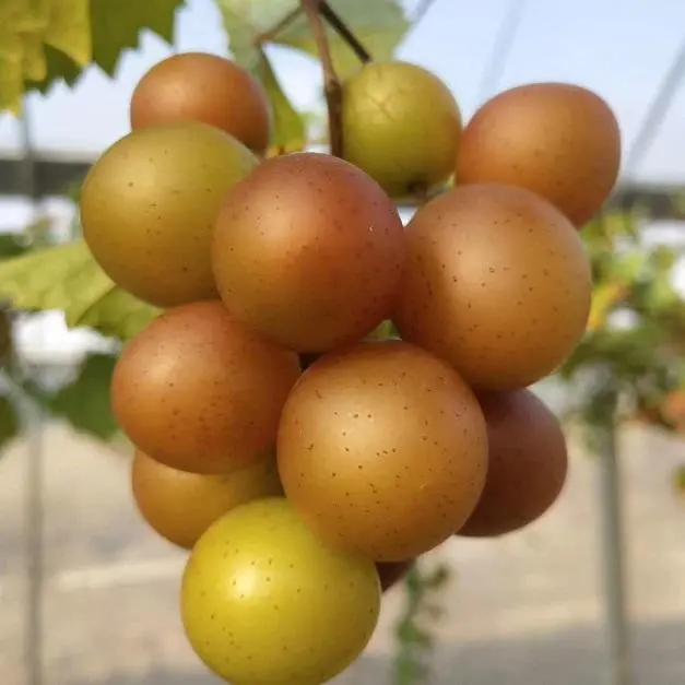 上市按粒卖 平均每颗8块钱 葡萄界又出古老级新贵了 天天看点 上市按粒卖 平均每颗8块钱 葡萄界又出古老级新贵了 天天看点