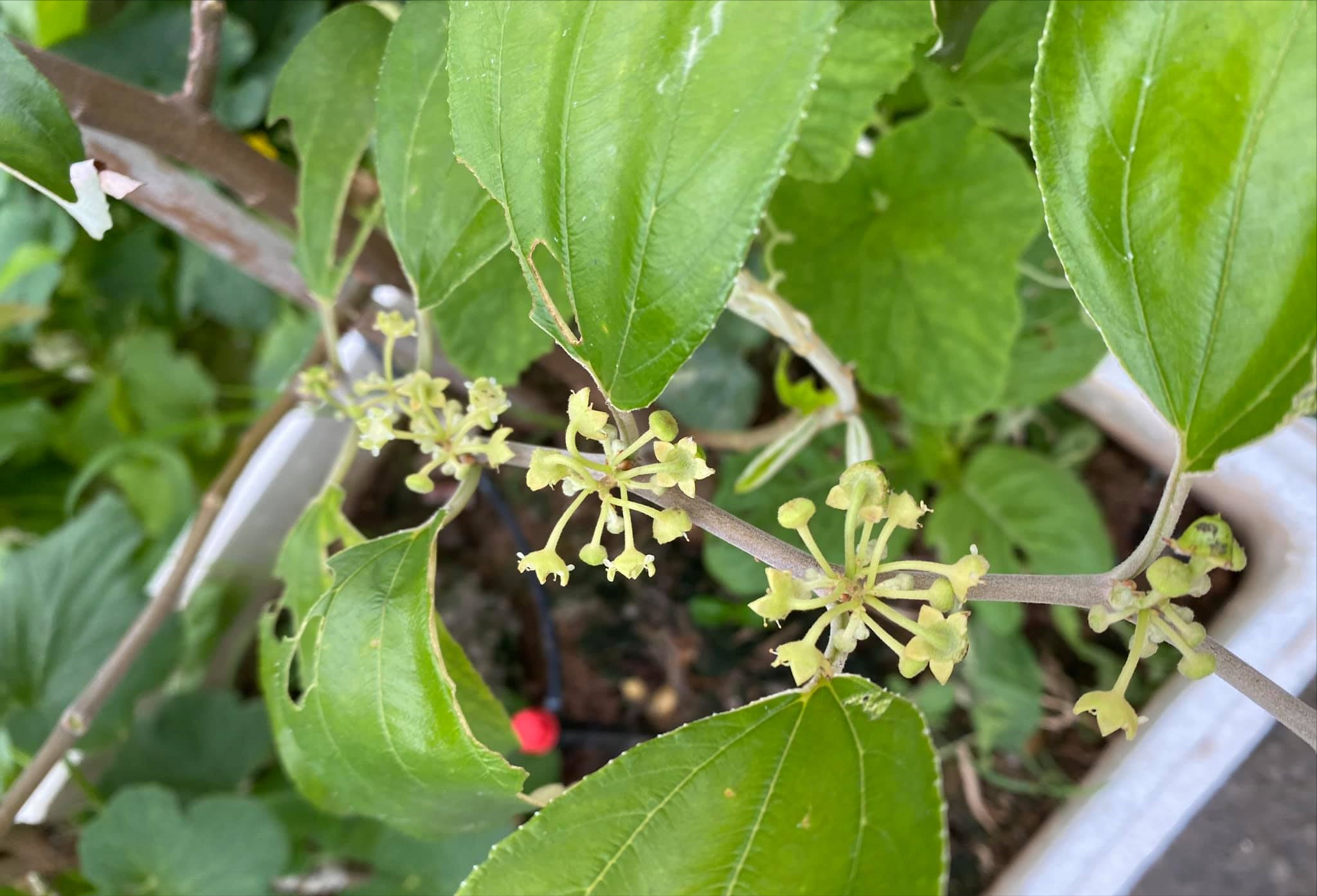 女厂长利用100平方米露台，投资3000块钱，种植了各种干净蔬菜