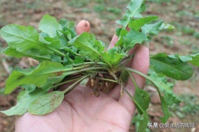 春季是長個子黃金期，補鈣就吃這4種菜，營養好，孩子愛吃長個快