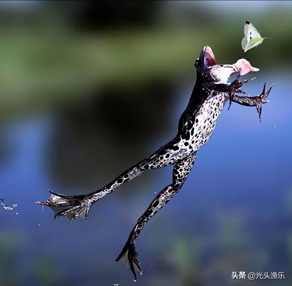 体长超过1米,体重超过3公斤,小小青蛙为何这么大?