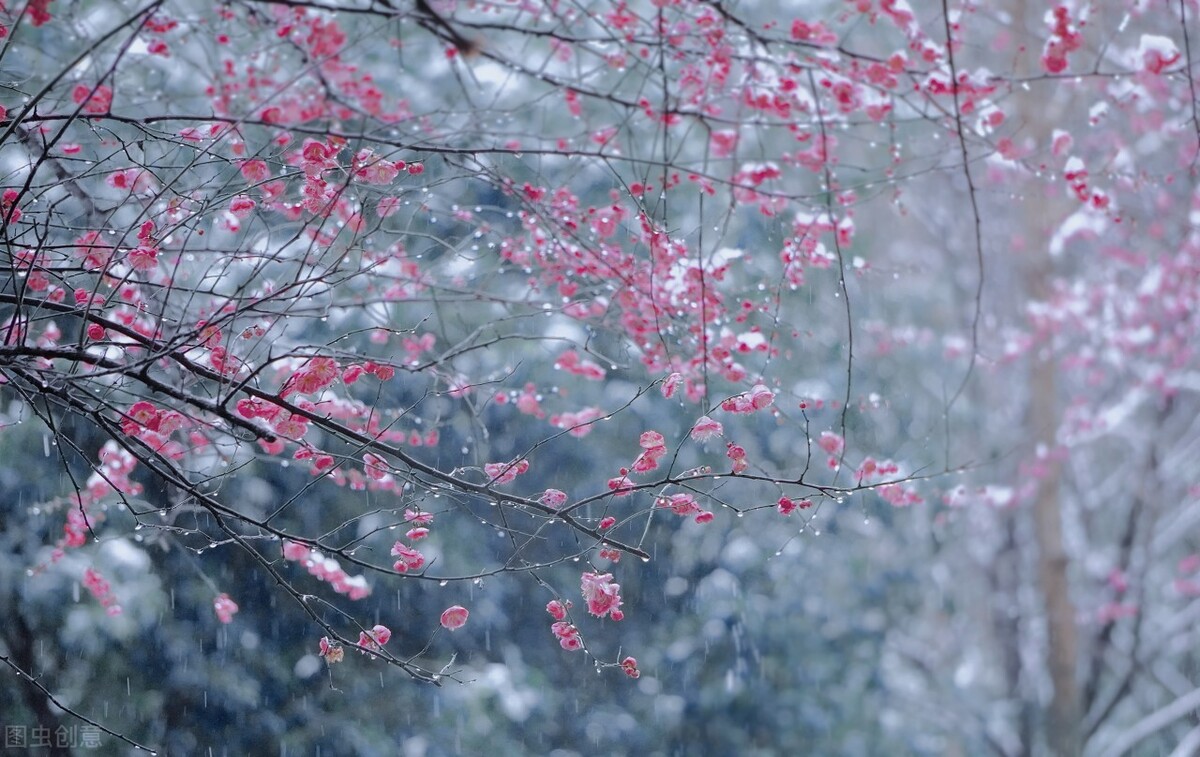 花开为谁思，落花满地伤