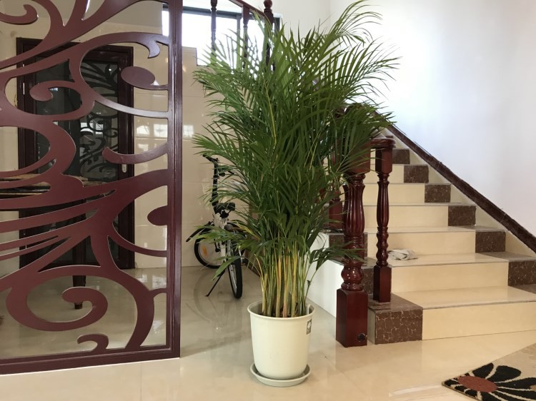 7种“大型花”，又美又高贵，客厅一放，吸光废气，人旺家旺