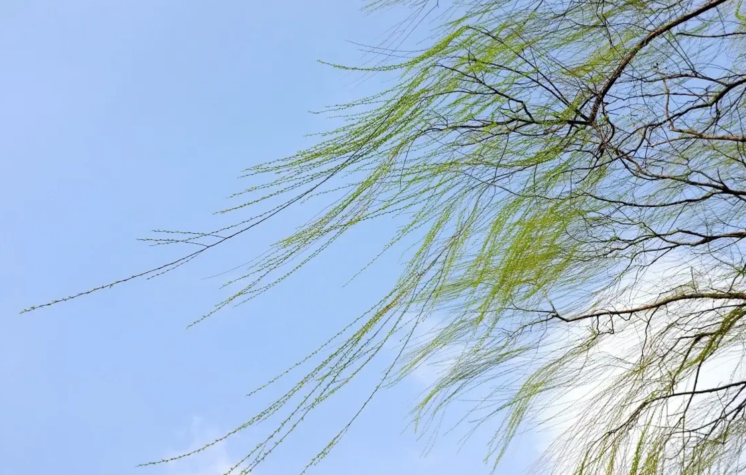 南宋僧人春游时写下一诗，短短4句，便美艳了整个春天