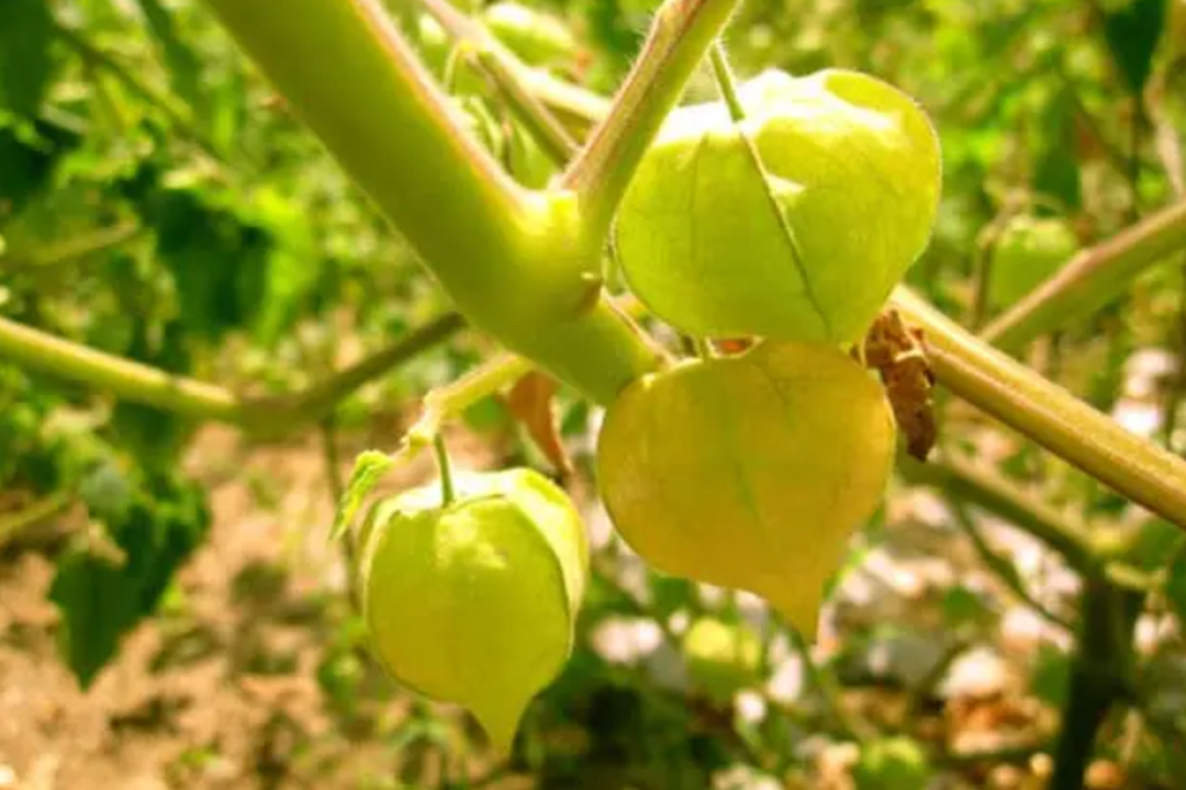 新发地市场菇娘果大王——陈玉芬