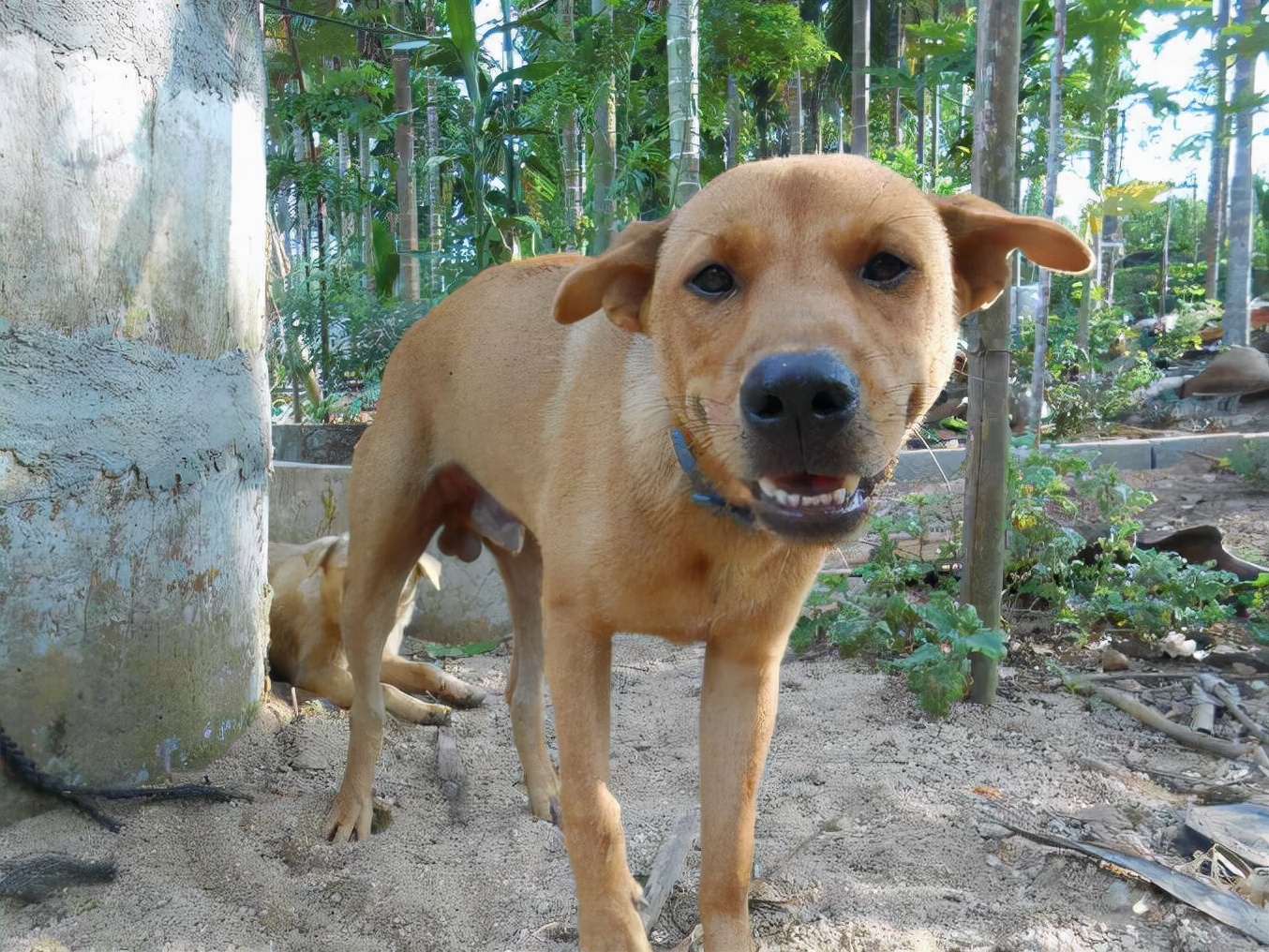 养狗"首选"这3种狗,既便宜又好养