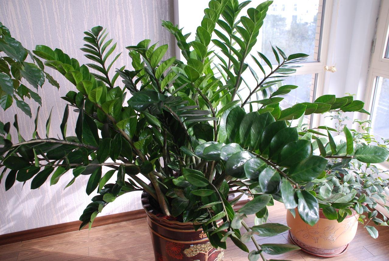 家里光照不足，建议养这10种“耐阴花”，有点散光就能长得很美