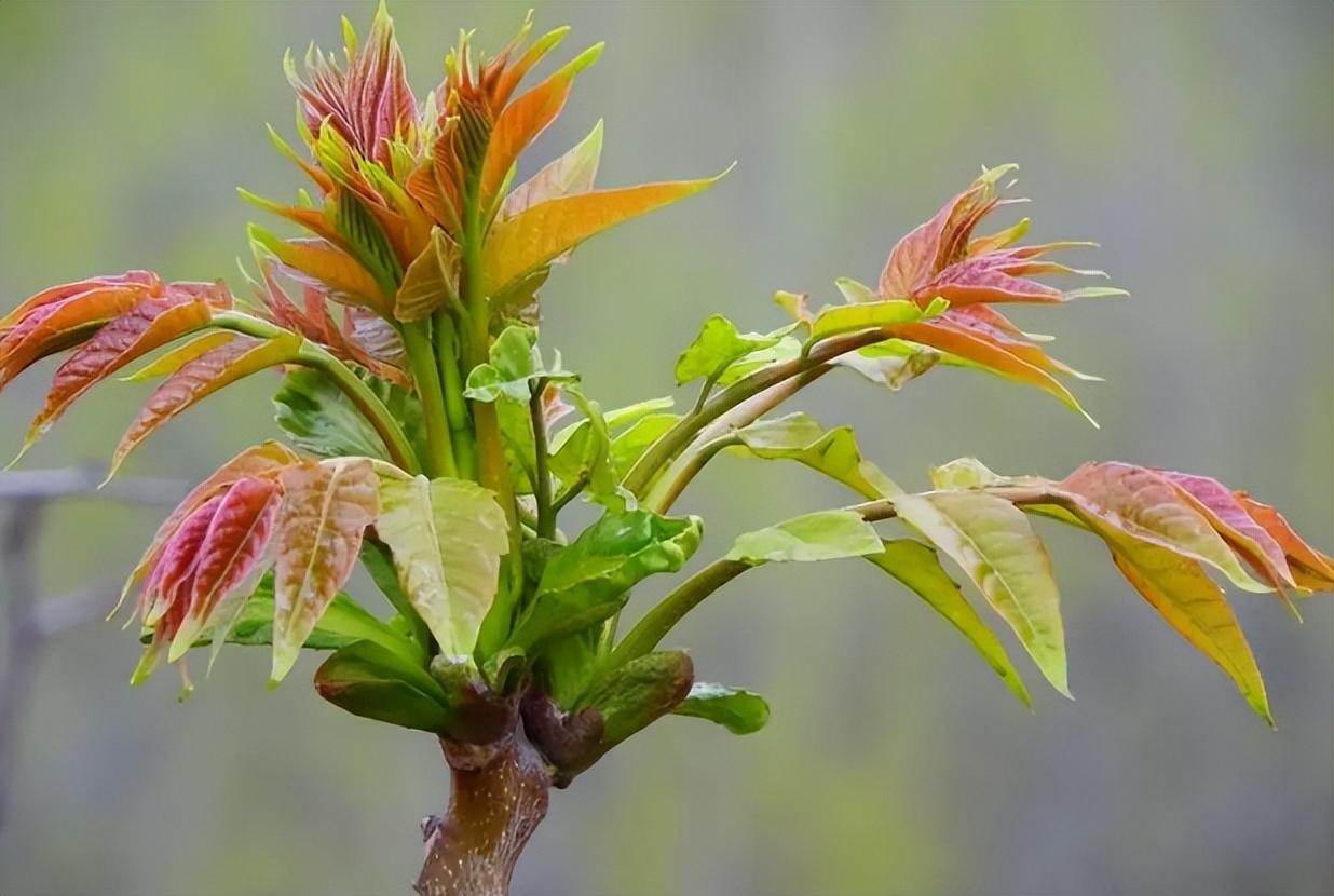 为何臭椿会被称为"无用之材"?