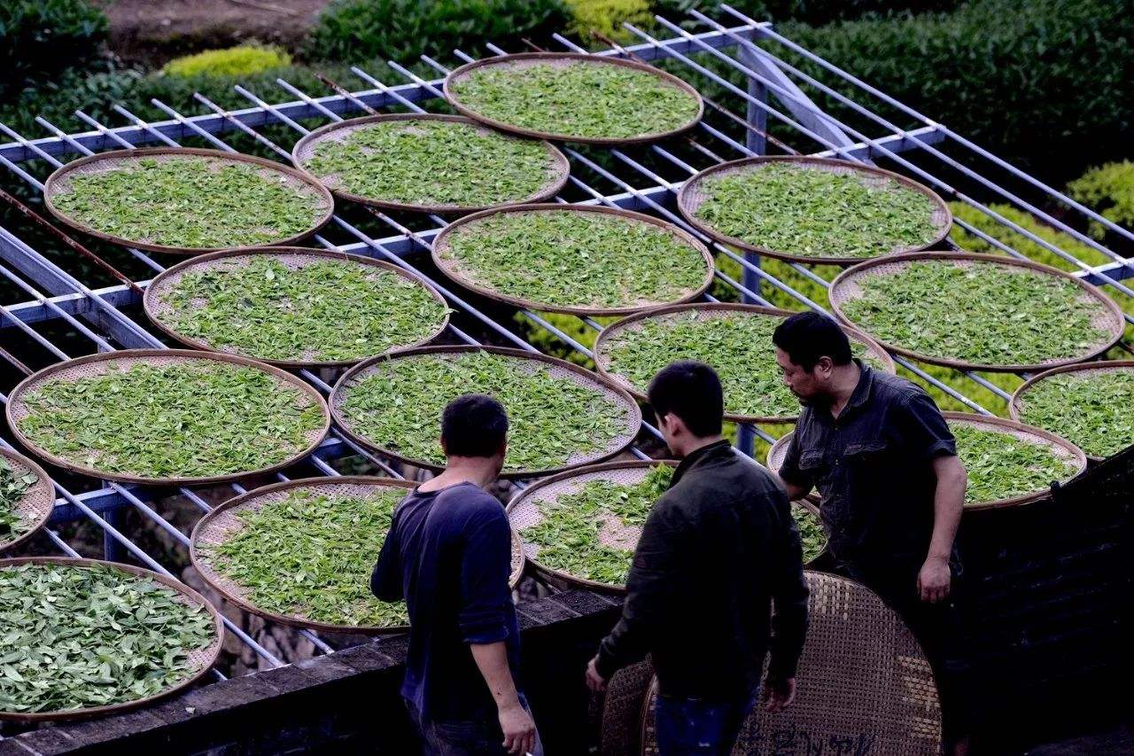 桐木关禁止外人随便进入,如今我们与村中茶厂老板合作,为大家提供担保