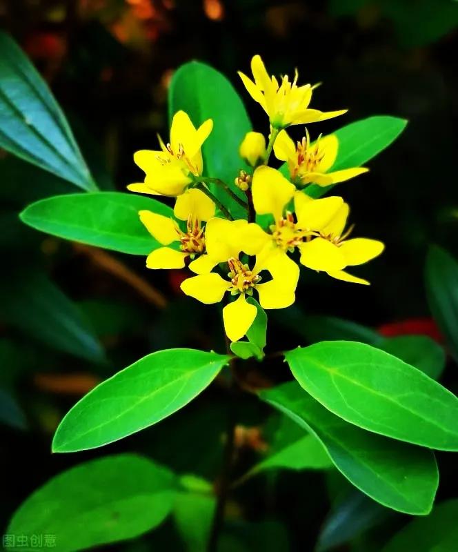 一花一世界，金牛辞旧迎虎来，鲜花带“虎”送祝福，新年幸福满满