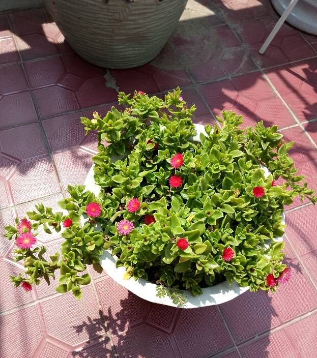 牡丹吊蘭,牡丹吊蘭的養殖方法和注意事項