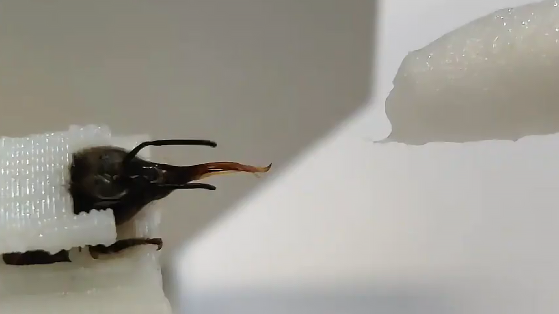 蜜蜂为新冠疫情立功，老鹰帮助抓恶人，动物的神奇天赋不可小瞧