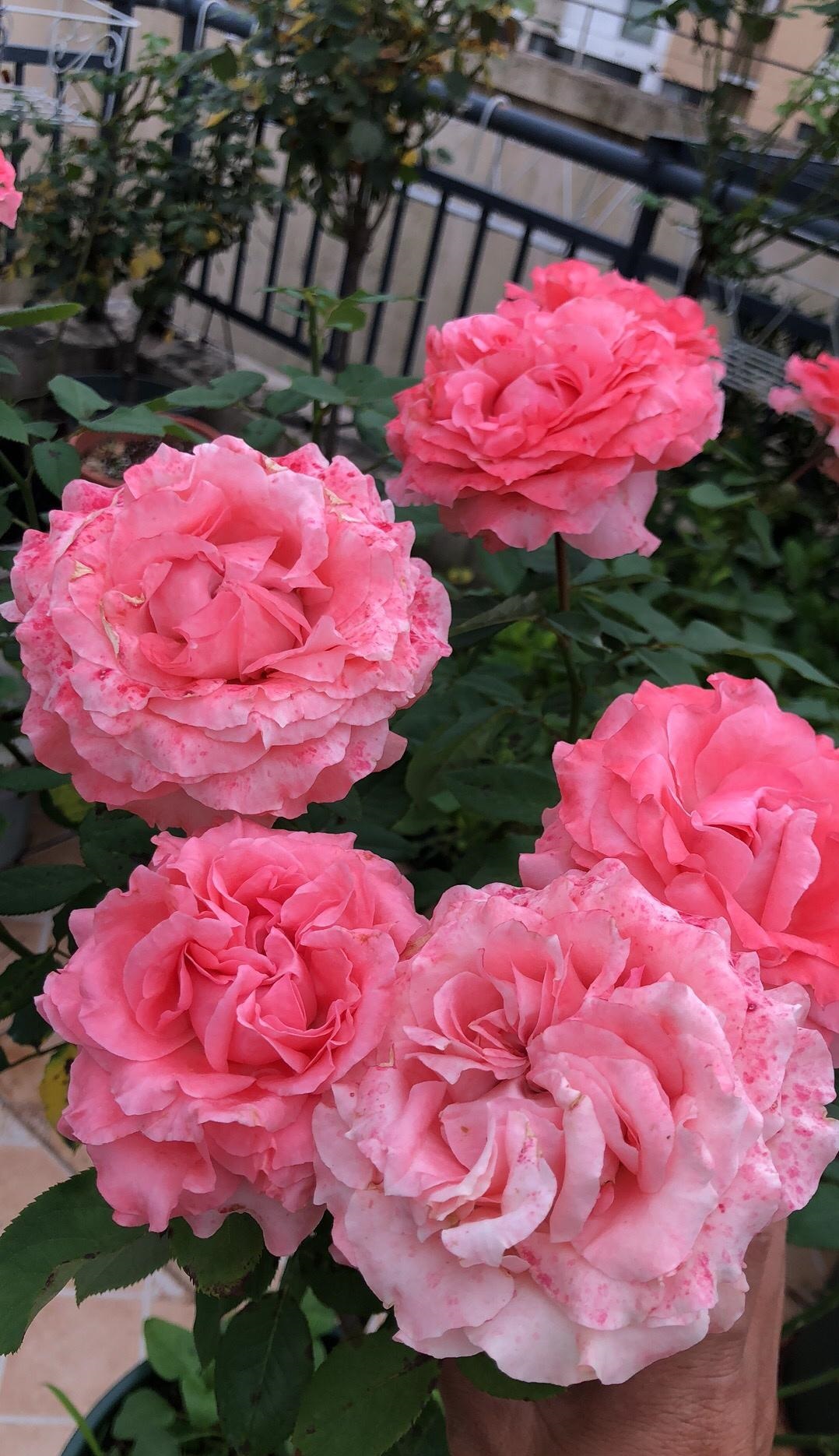 珊瑚果冻月季(长得像牡丹的月季—珊瑚果冻又美又香)